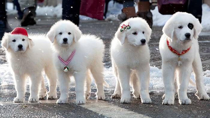 santa-paws-2-the-santa-pups-outside-USA