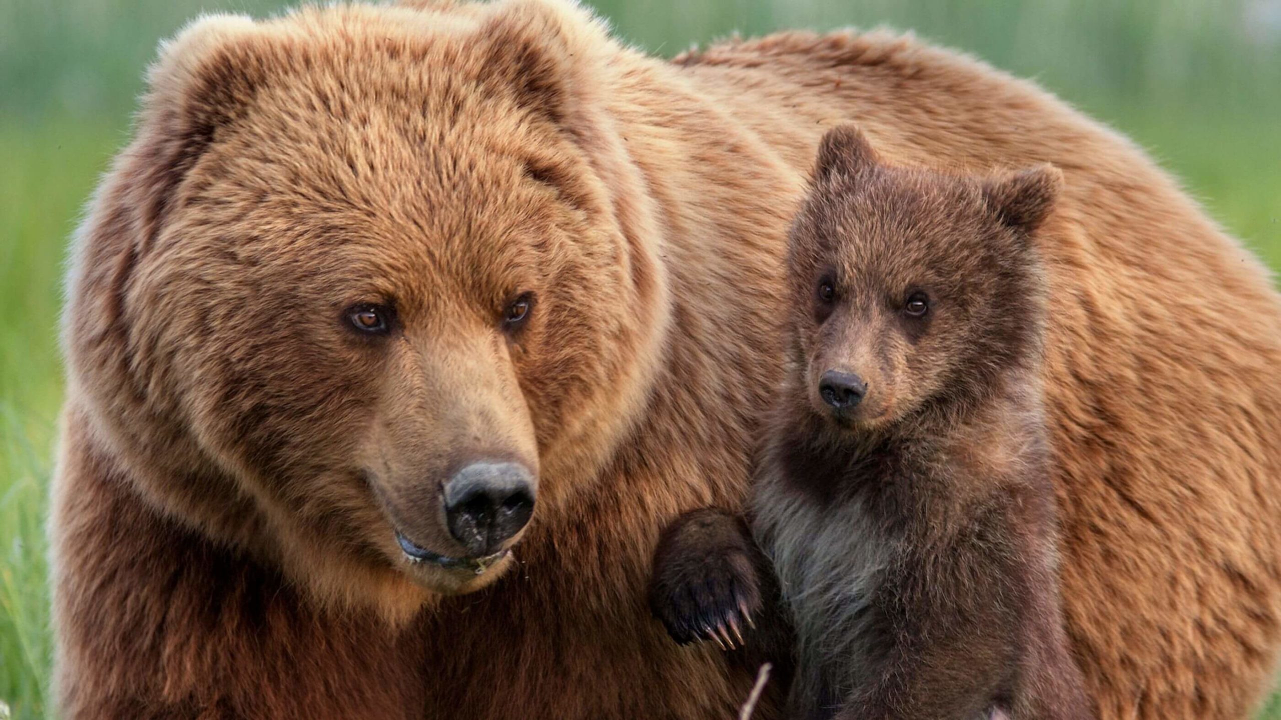 Bears (2014) - best family movies on Disney Plus