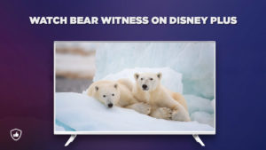 How to Watch Bear Witness on Disney Plus from Anywhere