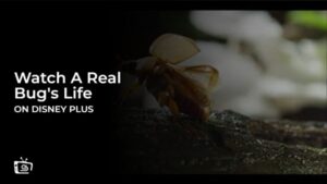 Regardez la vie d’un vrai insecte en France sur Disney Plus
